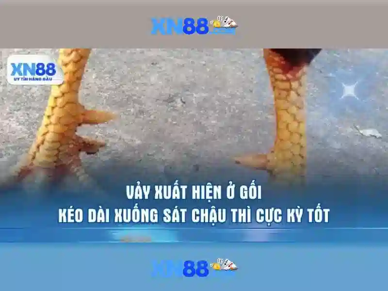 xn88 nhà cái – Tổng quan chủ đề và giá trị cốt lõi