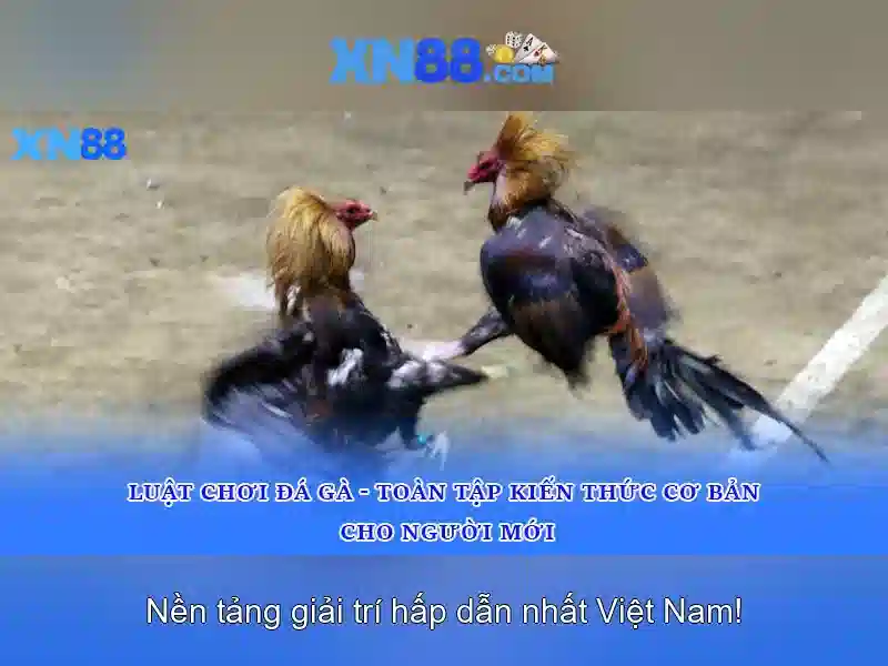 Giới thiệu về xn88
