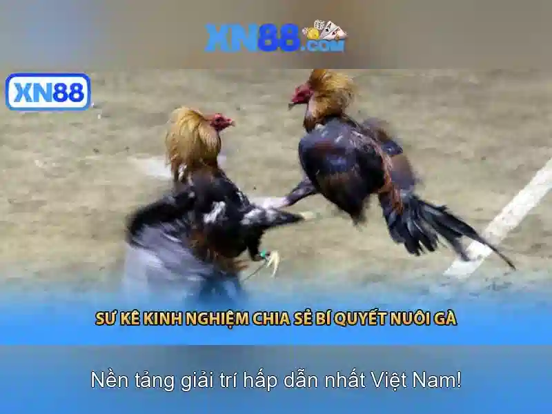 Lịch sử và nguồn gốc của xn88