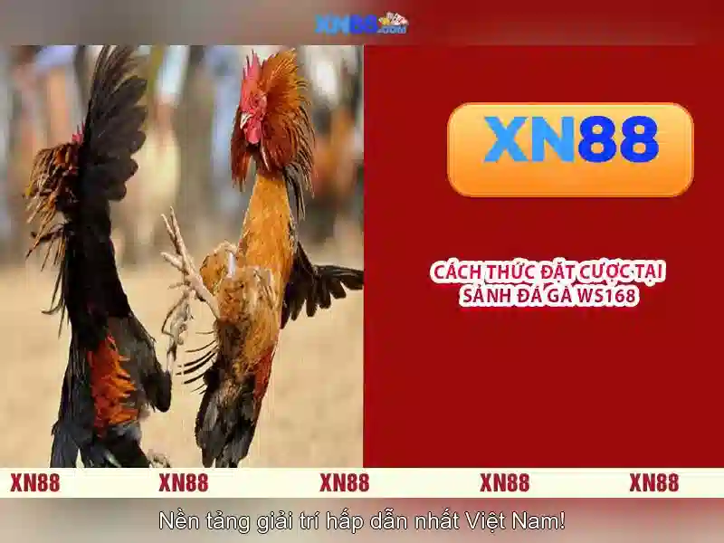 Lịch sử và nguồn gốc xn88